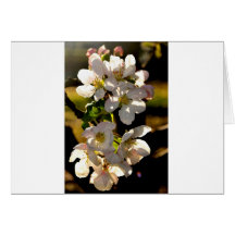 Apple fleurissent carte de vœux
