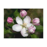 Apple flowers post cards