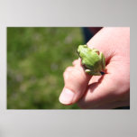 Apple Green Tree Frog Posters