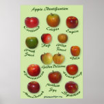 Apple Identification Poster