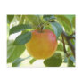 Apple Prima Post Card