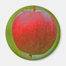 Apple Summer Red Magnets