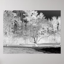 Apple Tree - B&W Poster