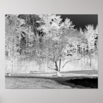 Apple Tree - B&W Poster 16x20