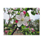 Apple Tree In Blossom Postcards