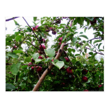 Apple Tree Post Cards