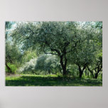 Apple Trees in Bloom Poster