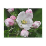 Appleflower in rain post card