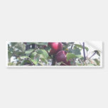 Apples Bumper Sticker