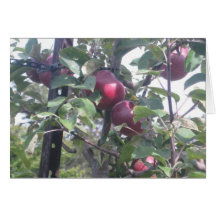 Apples Cards