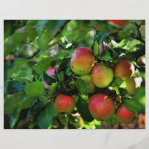 Apples Flyer