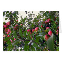 Apples on Apple Tree Cards