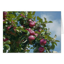 Apples On Tree Nature Photography Card