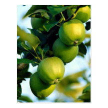 Apples, Ontario, Canada Post Cards