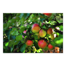 Apples Photographic Print
