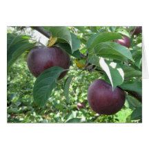 Apples ready for picking greeting card