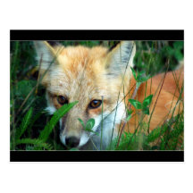 Apprivoise moi... post card