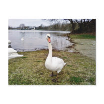 Approaching Curious Big White Swan Post Card