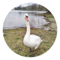 Approaching Curious Big White Swan Round Sticker
