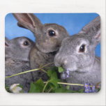 Apricot and Blue Rex Rabbit Mouse Pad