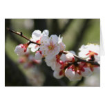Apricot Blossoms Notecard
