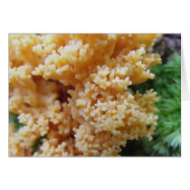 Apricot Coral Fungi