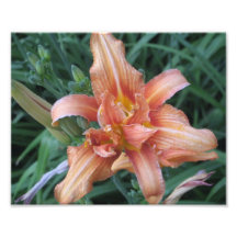 Apricot Daylily Photograph