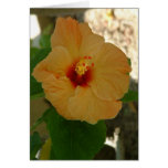 Apricot Hibiscus Flower Cards