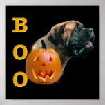Apricot Mastiff Boo Poster