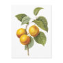 Apricot-Peach botanical illustration Post Cards