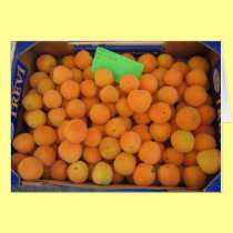 Apricots cards