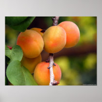 Apricots Print