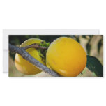 Apricots