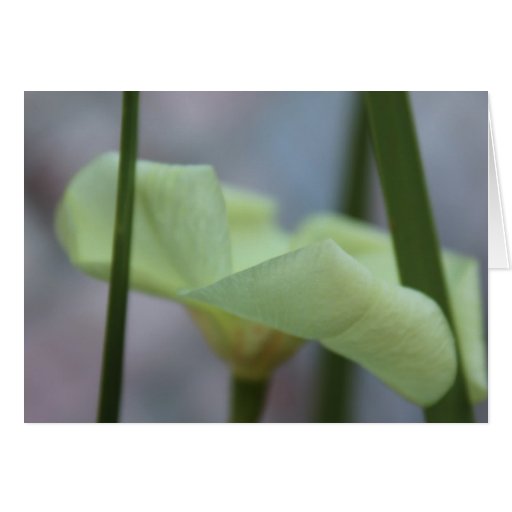 April 30 Flower in the Grass Cards