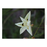 April 30 Garden Flower Collecion Greeting Cards