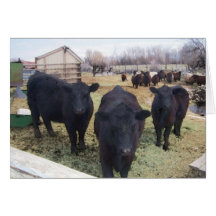 April Cattle Greeting Cards