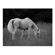 April the Arabian Post Card