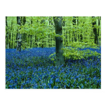 Aqua Bluebell Woods flowers postcards