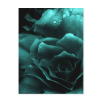 Aqua Close Up of a Double Begonia Post Card