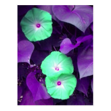 Aqua N Violet Morning Glory postcard