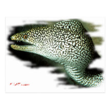Aquarium Fish Collection by FishTs.com Post Card