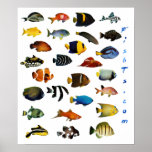 Aquarium Fish Poster