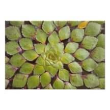 Aquatic Plants Rupununi, Guyana. Photograph