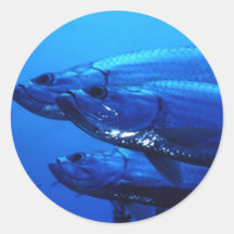Aquatic Stickers