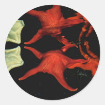 Aquatic Stickers