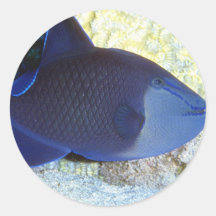 Aquatic Stickers