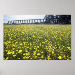 aqueduc romain jaune, fleurs de Vila do Conde Affiches