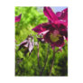 Aquilegia. Plum purple flowers. Post Card
