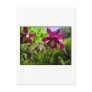 Aquilegia. Plum purple flowers. Postcards