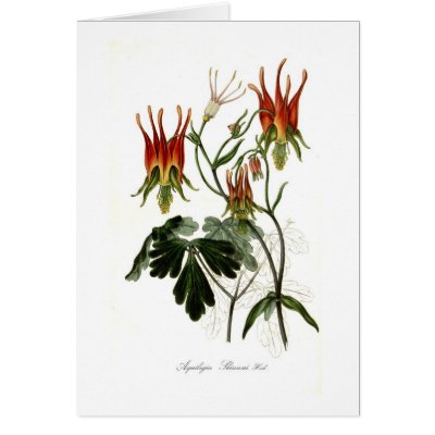 Aquilegia skinneri cards by Botany_Boy